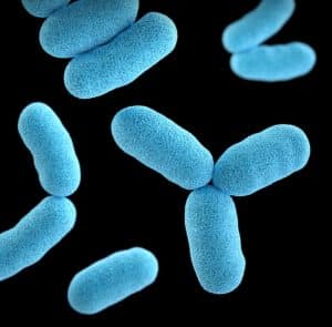 Pseudomonas aeruginosa