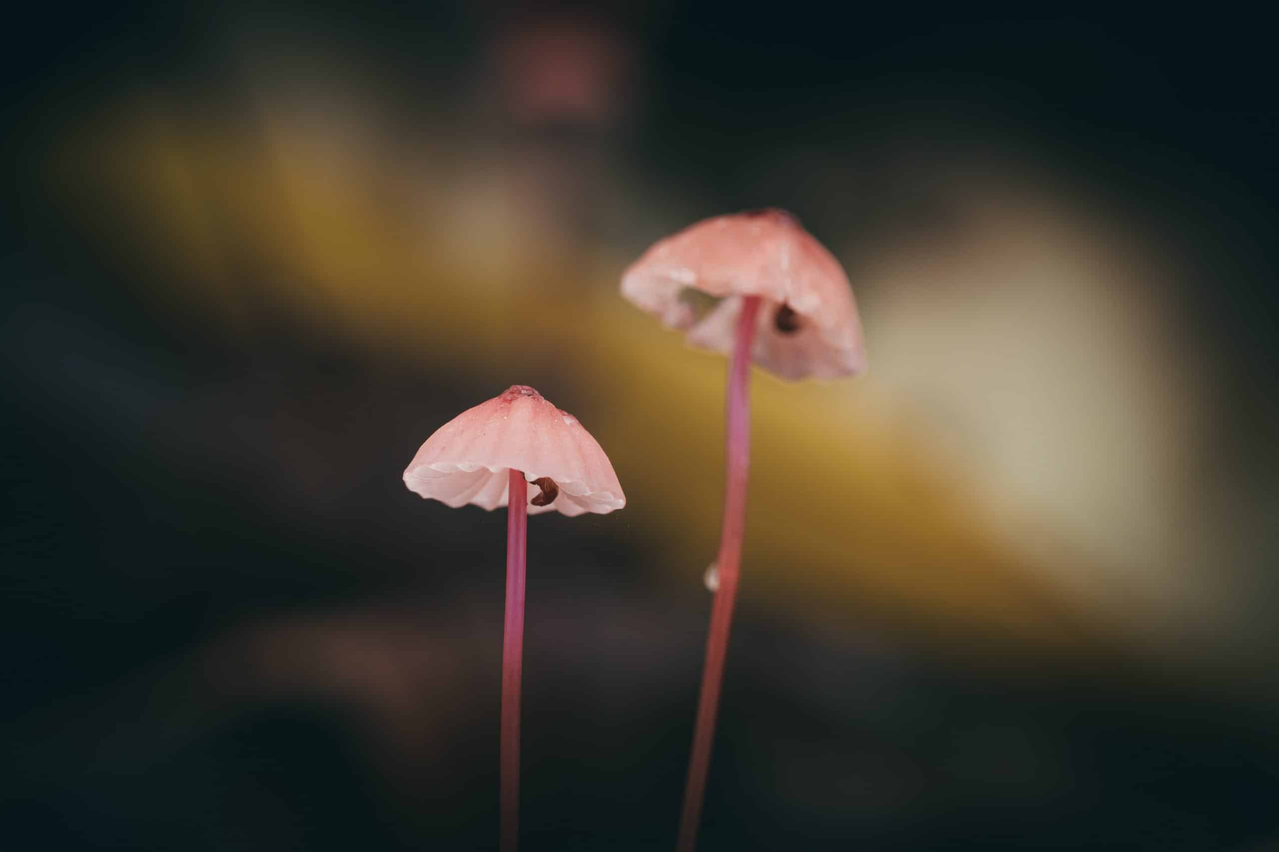 Endemic mycoses