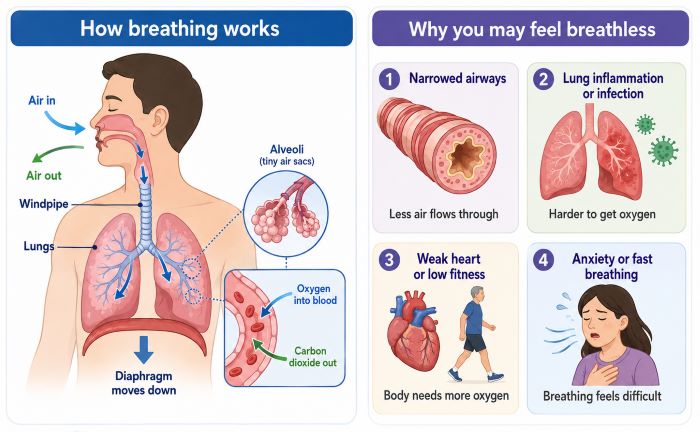 How breathing works