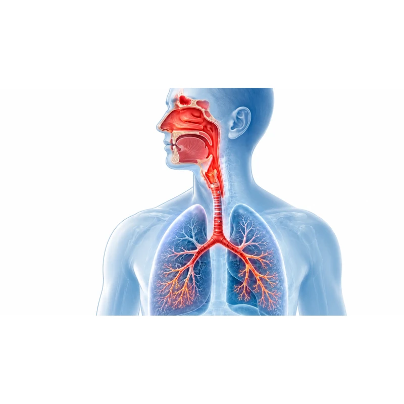 Medical illustration showing the trachea, bronchi and branching airways within the lungs